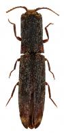 Dilobitarsus gracilis Candèze, 1874