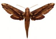 Xylophanes guianensis  (Rothschild, 1894)
