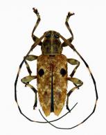 Oxathres guyanensis  Monné & Tavakilian, 2011