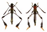Phygopoda fulvitarsis  Gounelle, 1911 ♂ & ♀