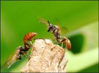 Hymenoptera sp