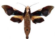 Callionima nomius  (Walker, 1856)