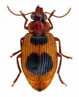 Lebiinae Gen sp6