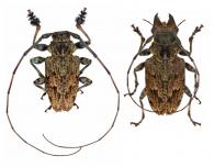 Dryoctenes scrupulosus  (Germar, 1824) ♂ & ♀