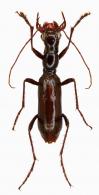 Ctenostoma (Naviauxiana) durantoni  Naviaux, 1998