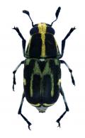 Antrhibinae Gen sp16