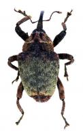 Eubulus coecus (Fabricius, 1801)