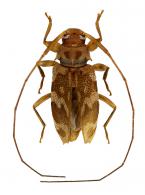 Acanthocinini Gen sp G517