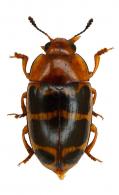 Mycotretus decoratus Lacordaire,  1840