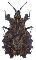 Dysodius magnus Heiss 1990