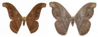 Rhescyntis hermes (Rothschild, 1907) ♂ & ♀