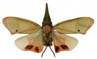 Odontoptera carrenoi Signoret, 1949