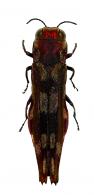 Agrilus mucronatus Gory & Laporte, 1837 