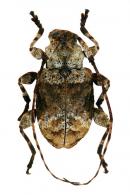 Leptostylus plautus  Monné & Hoffmann 1981