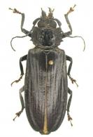 Physopleurus sp