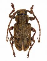 Plistonax bialbomaculatus  (Zajciw, 1964)