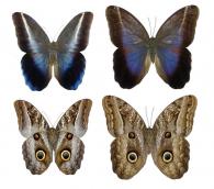 Caligo idomeneus idomeneus (Linné, 1758)  ♂ & ♀ 