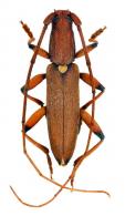 Achryson immaculipenne Gounelle, 1909
