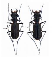 Odontocheila margineguttata (Dejean, 1825)  ♂ & ♀