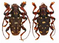 Acanthoderes laportei  Aurivillius, 1923 ♂ & ♀