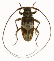 Sternacutus mysticus (Bates, 1863)