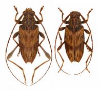 Anisopodus ligneus  Bates, 1863  ♂ & ♀