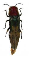 Agrilus fanericus Curletti & Brûlé, 2013