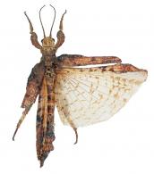 Prisopus sp2