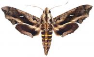 Hemeroplanes triptolemus   (Cramer, 1779)