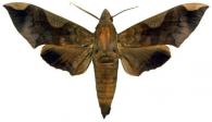 Pachylia syces syces  (Hübner, 1819)