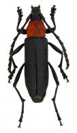 Eriphus lineatocollis  Chevrolat, 1862