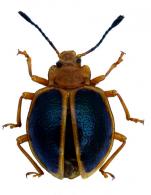 Corynomalus marginatus  (Fabricius, 1798)