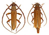 Malacopterus tenellus  (Fabricius, 1801) ♂ & ♀