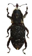 Zygops leucogaster  Desbrochers, 1891