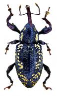Heilipodus flavofasciatus  Rheinheimer, 2014
