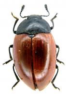 Iphiclus (Brachymerus) clavicornis (Olivier, 1792)