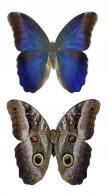 Caligo euphorbus euphorbus (Felder & Felder, 1862)