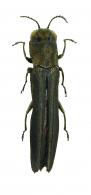 Agrilus sp8