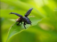 Passalidae Gen sp
