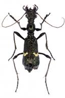 Ctenostoma (Ctenostoma) formicarium (Fabricius, 1801) forme Jacquieri (Dejean ,1834)