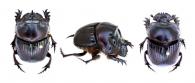 Coprophanaeus (Coprophanaeus) christophorowi  ( Olsoufieff ) ♂ & ♀