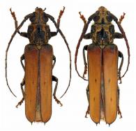 Praxithea travassosi  Lane, 1939  ♂ & ♀