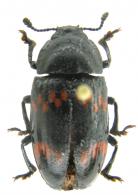 Pselaphacus rubricatus Herbst, 1799