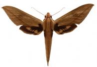 Xylophanes anubus  (Cramer, 1777)