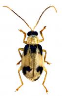 Diabrotica godmani  Jacoby, 1887