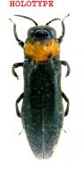 Agrilus giuglarisi Curletti & Brulé, 2011 HOLOTYPE