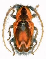 Desmiphora (Desmiphora) nigroannulata  Martins & Galileo, 2002