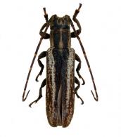 Cacostola volvula  (Fabricius, 1781)