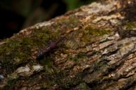 Estenorhinus dispar