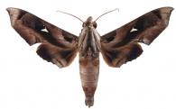 Madoryx plutonius plutonius  (Hübner, 1819)